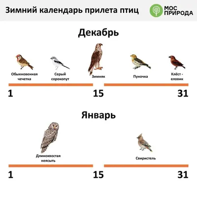 Крылатые жители Севера: самые красивые птицы, обитающие в тундре Ямала