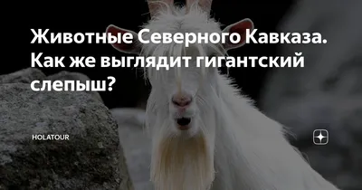 Обыкновенный жулан плотоядная птица из отряда воробьинообразных семейства  сорокопутовых. | ValesTVcool - канал о природе | Дзен