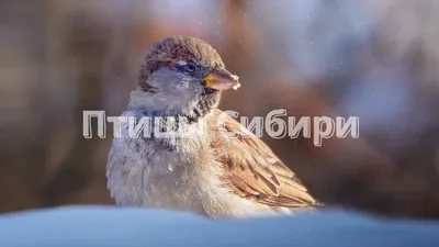 Городские птицы-3: весенняя фотоохота | Пикабу