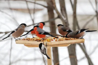 Рябинник (Turdus pilaris). Птицы Сибири.