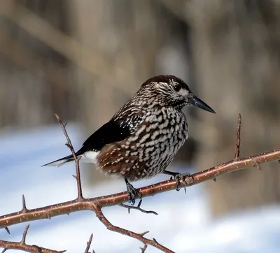 Варакушка (Luscinia svecica). Птицы Сибири.