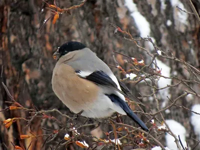 Щегол (Carduelis carduelis). Птицы Сибири.