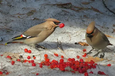 Дубонос (Coccothraustes coccothraustes). Птицы Сибири.