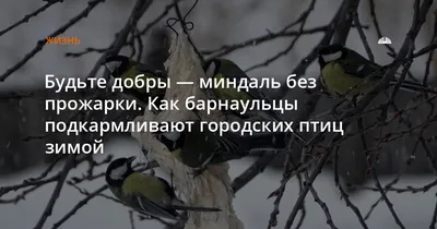 Зимующие птицы России – список, названия, описание, особенности, образ  жизни, фото и видео - Научно-популярный журнал: «Как и Почему»