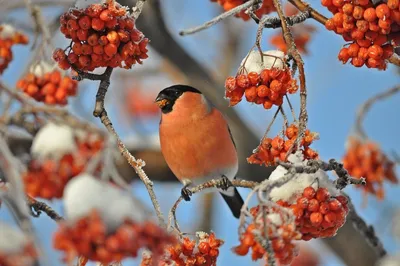 Российская зима 2022-2023's Journal · iNaturalist