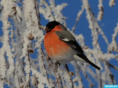 Птицы сибири зимой фото фотографии