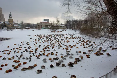 COP15/ Перелетные птицы из Сибири летят в теплые края на встречу с  восточным гостеприимством_Russian.news.cn