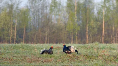 Фото птицы Смоленской области - картинки с названиями