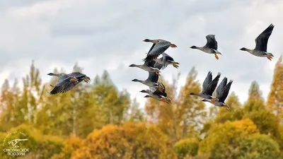 Национальный Парк Смоленское Поозерье - 😊Уникально теплая зима, которая  установилась в Смоленской области в этом году, способствует большей  активности птиц. Они не стремятся лететь к кормушкам вблизи жилья человека,  а с удовольствием