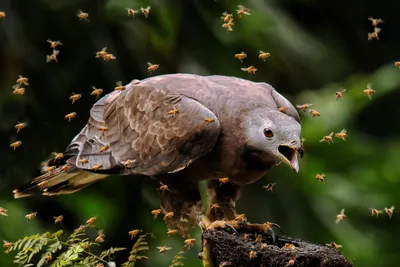 Четвертый очерк - отряд: Соколообразные Falconiformes