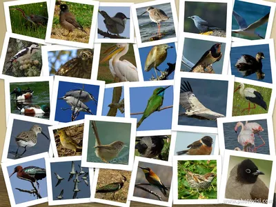Алфавитный список птиц, которых мы сняли за прошедшие годы в Израиле (от А  до М)