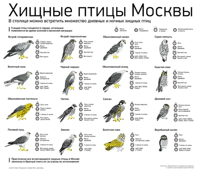 Специалисты Мосприроды составили календарь отлета птиц из столицы / Новости  города / Сайт Москвы