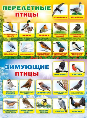 Эндемики России: какие птицы живут только в нашей стране? - Новости РГО