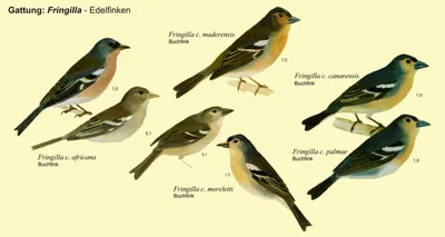 Список птиц Беларуси пополнился на пять видов
