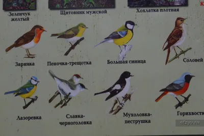 Другие птицы Черноморского побережья+список - Дневник наблюдений  птицДневник наблюдений птиц