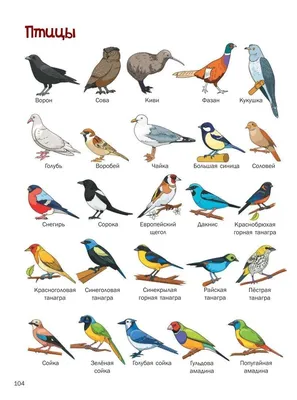 Перелетные птицы: список, названия, описание, виды, характеристика, фото и  видео - Научно-популярный журнал: «Как и Почему»
