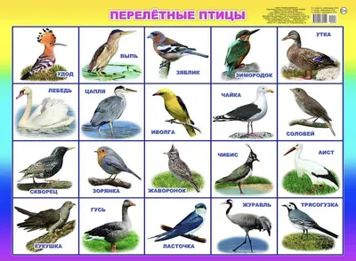 Это разные виды птиц в Collage Стоковое Изображение - изображение  насчитывающей парк, отражение: 195410557