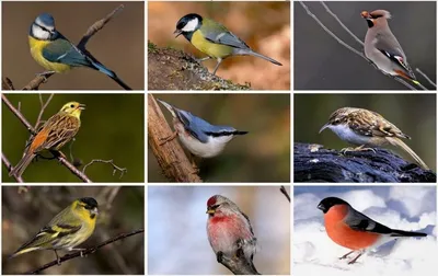 Зимующие птицы плакат для детей (40 фото) » Уникальные и креативные  картинки для различных целей - Pohod.club