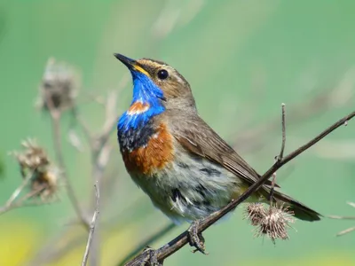 городские птицы | Wild Nature Photo