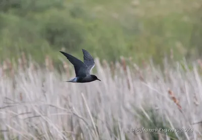 городские птицы | Wild Nature Photo