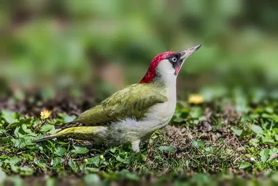 Фотокаталог птиц: Зелёный дятел (Picus viridis)