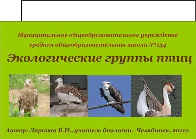 Птицы Казахстана