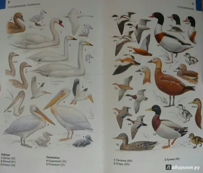 На Среднем Урале стартовал учет водоплавающих птиц: Общество: Облгазета