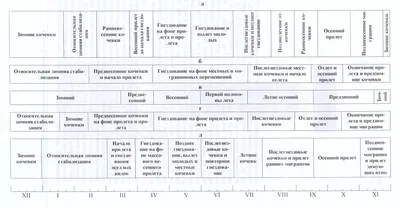 Птицы Казахстана. Редкие встречи и находки.