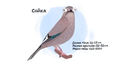 Птицы в городе: кого можно увидеть и услышать в Ставрополе?