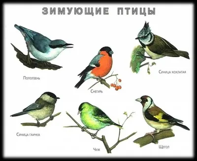 Глава Ставрополья поручил принять жёсткие меры после гибели птиц и животных  | Своё ТВ
