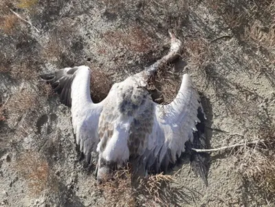 На Ставрополье подтвердили массовую гибель птиц на Дундинском водохранилище  :: 1777.Ru