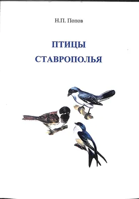 Птицы Ставрополья. Овсянка просянка. | Dobrodun | Дзен