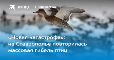 На Ставрополье выясняют причины массовой гибели птиц :: Новости :: ТВ Центр