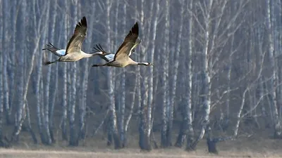 Главной версией гибели 500 птиц на Ставрополье Россельхознадзор назвал  пестициды - KP.RU
