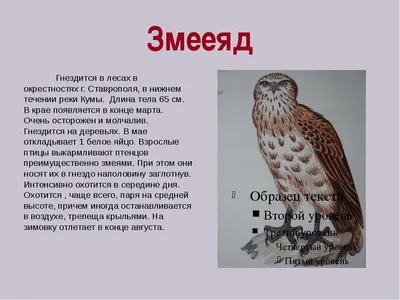 Эксперт считает, что гибель птиц на Ставрополье связана с обработкой земли  | ИА Красная Весна