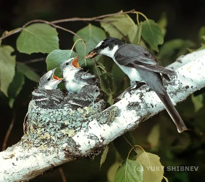 Как мелкие лесные птицы заполняют пространство тайги?
