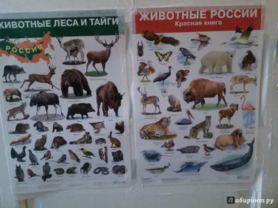Из-за чего массово гибнут птицы в регионах России? – Павел Пашков