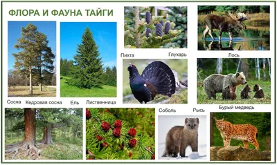 Глухарь - пахан тайги - Блог Жизнь On-Line | Блог Жизнь On-Line