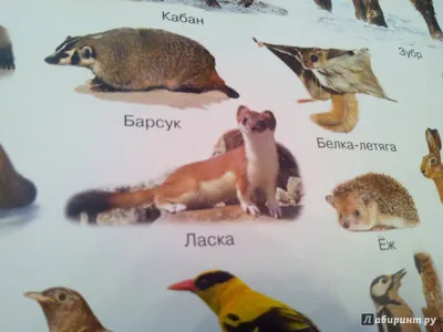Птицы Тайги - фото с названиями и описанием