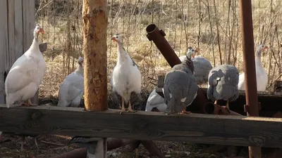Белгородские таможенники предотвратили вывоз редких птиц. Белгородские  новости