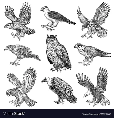 Орнитологи считают, что полигон \"КомЭк\" вблизи аэропорта \"Тамбов\" всё ещё  привлекателен для птиц - ПроТамбов