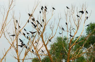В Тамбовской области отмечают Международный день птиц - МК Тамбов
