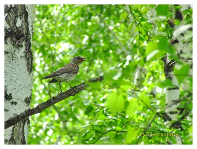 Птицы в окрестностях Тюмени » PUTI-shestvuy