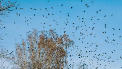 В Тюмени с похолоданием станет больше птиц | ОБЩЕСТВО | АиФ Тюмень