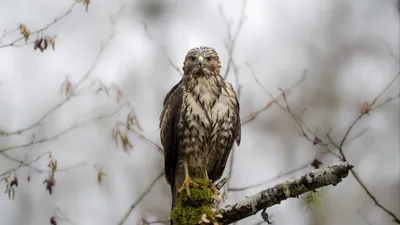 Удод – Upupa epops (Linnaeus, 1758) « Красная книга Томской области | ОГБУ  \"Облкомприрода\"