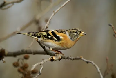 Сапсан – Falco peregrinus (Tunstall, 1771) « Красная книга Томской области  | ОГБУ \"Облкомприрода\"