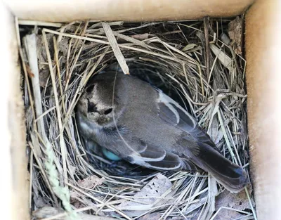 Новый вид достоверно гнездящихся птиц природного парка «Олений» - Природный  парк Олений