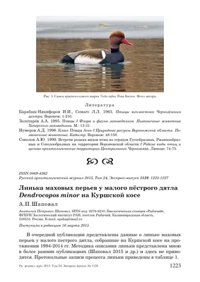 Животные Курской области — список, краткое описание и фотографии