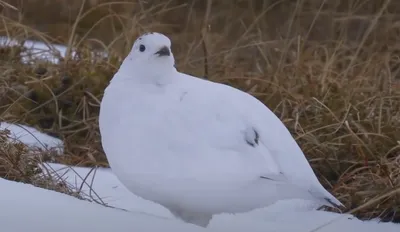 Крылатые жители Севера: самые красивые птицы, обитающие в тундре Ямала