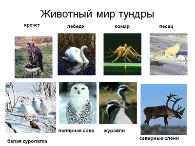 В Нацпарк в Одесской прилетели птицы с Тундры — новости Одессы